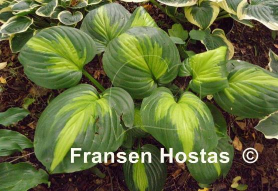 Hosta Enchiladas